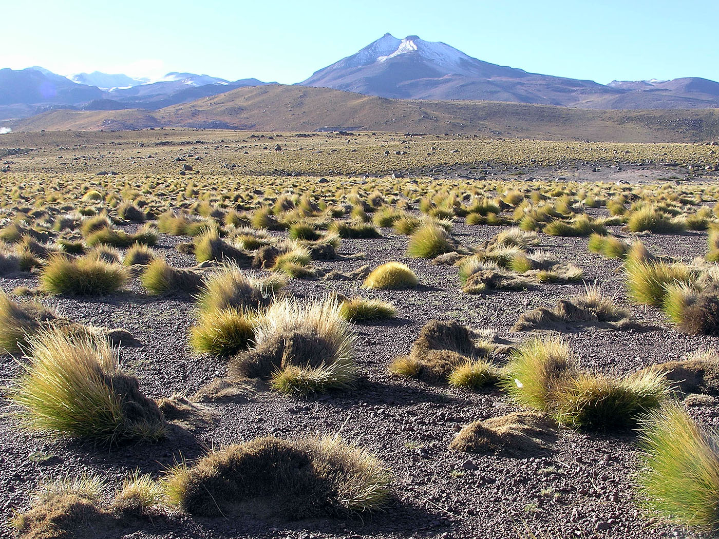 Altiplano near El Tatio, Chile